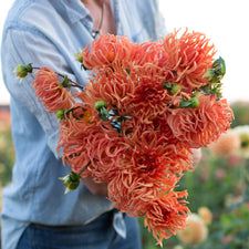An armload of Dahlia Bed Head