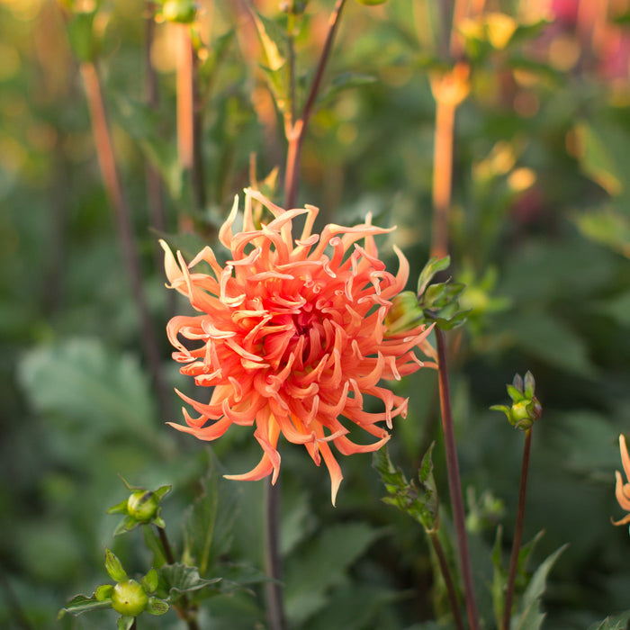 dahlia seed heads Dahlia Bed Head – Floret Library