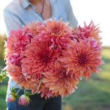 An armload of Dahlia Belle of Barmera