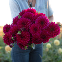 An armload of Dahlia Imperial Wine