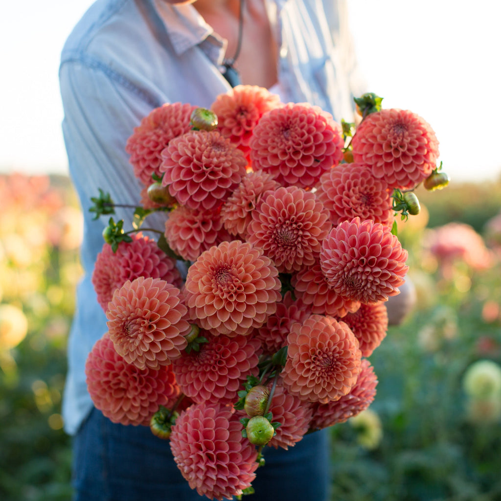 Dahlia Jomanda – Floret Library