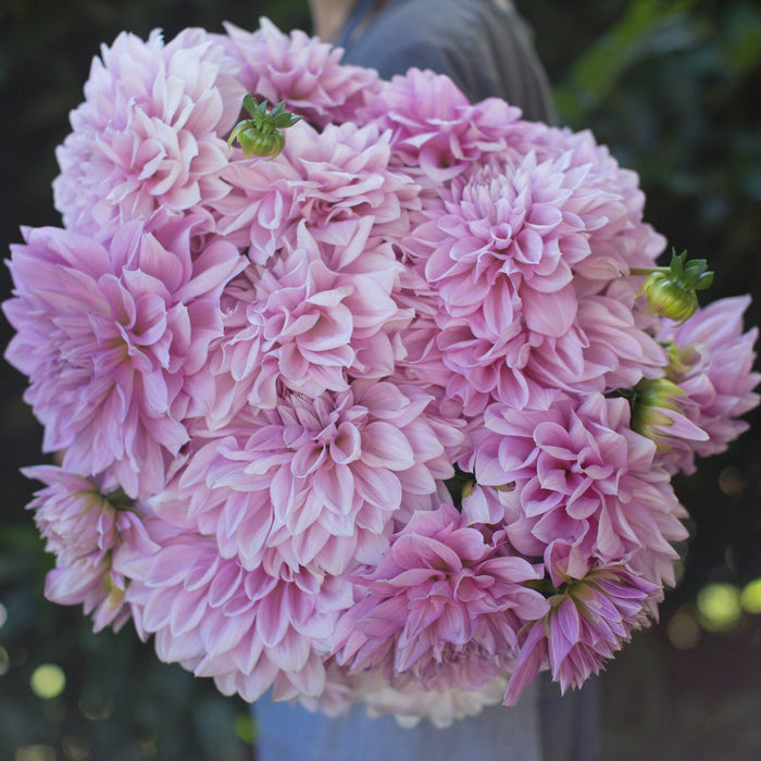 An armload of Dahlia Lavender Perfection