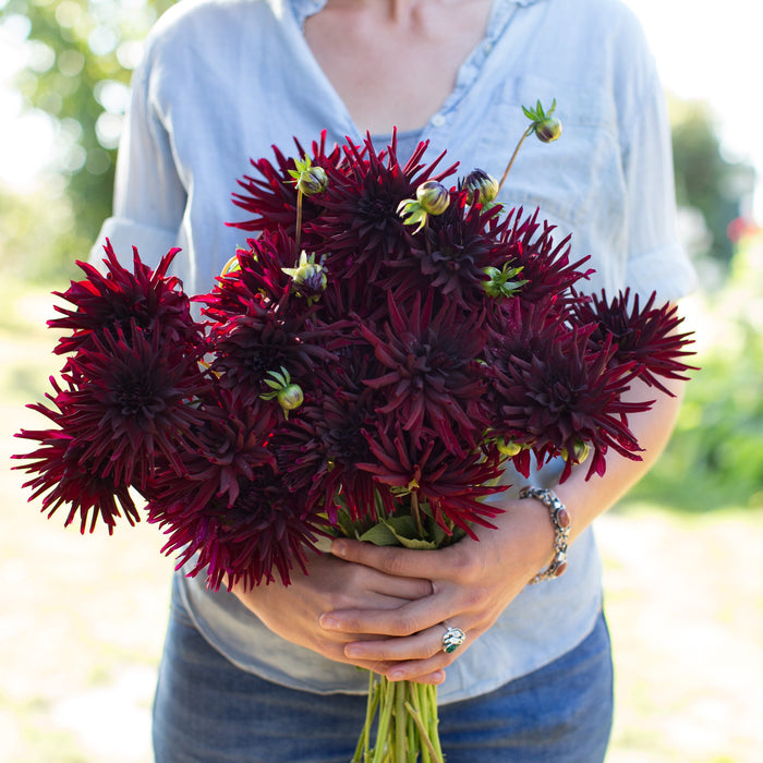 A handful of Dahlia Black Narcissus