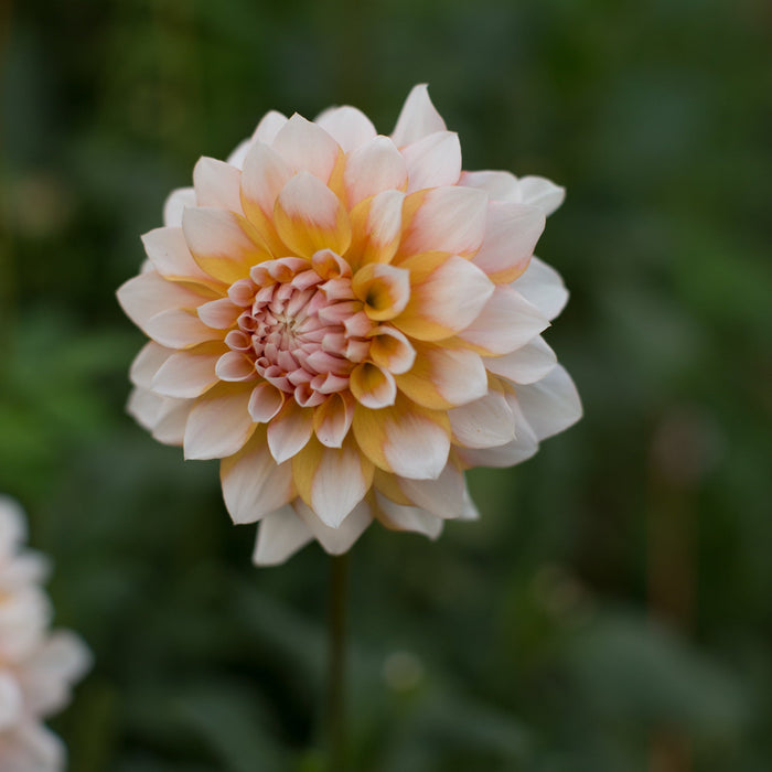A close up of Dahlia Seattle