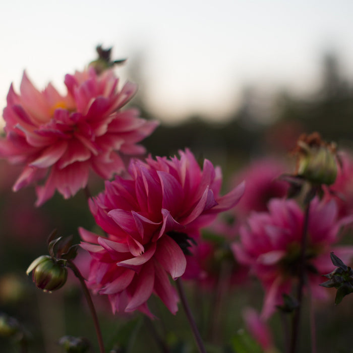 A close up of Dahlia Sonic Bloom