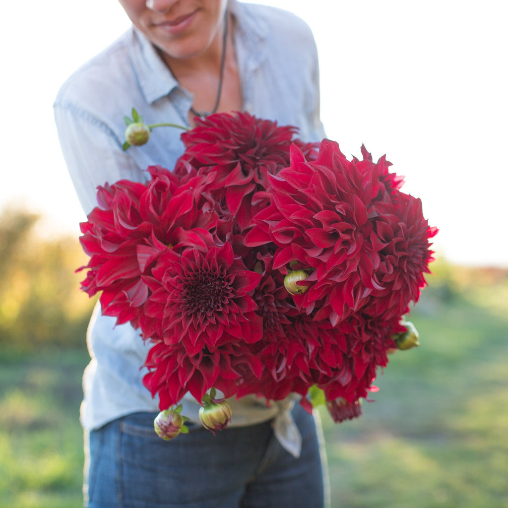 Dahlia Spartacus – Floret Library