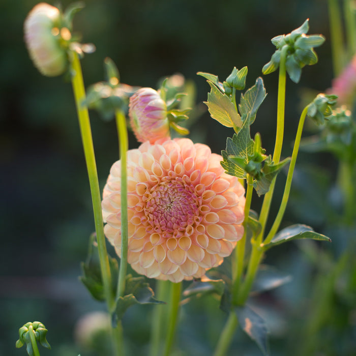 A close up of Dahlia Suncrest