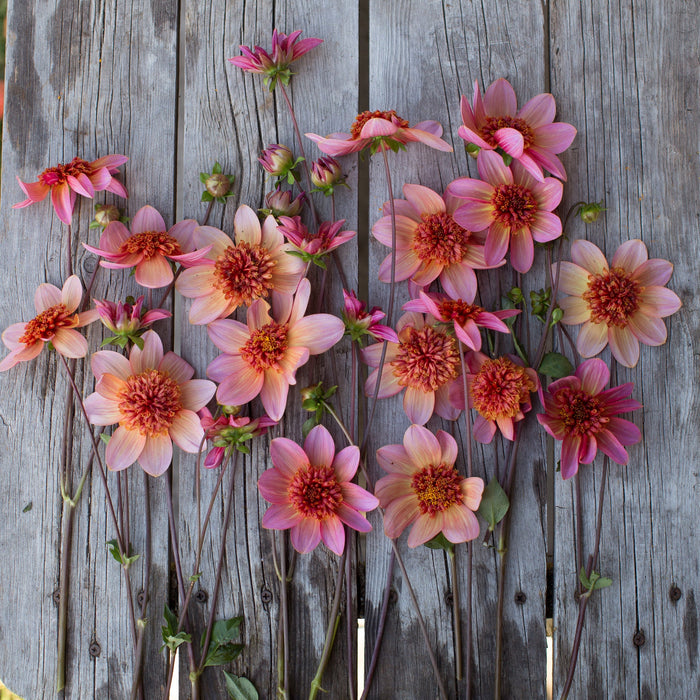 dahlia totally tangerine seeds Dahlia Totally Tangerine – Floret Library