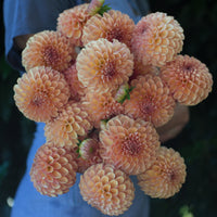 A handful of Dahlia Valley Tawny