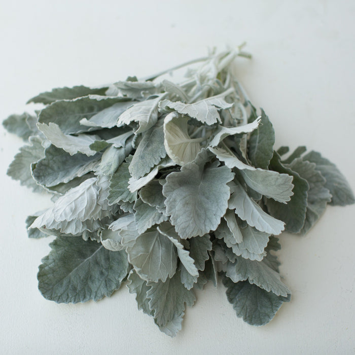 A bunch of Dusty Miller New Look