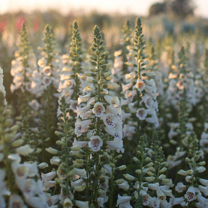 Foxglove Camelot Cream growing in the field