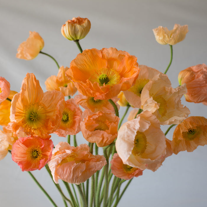 A bunch of Iceland Poppies Giant Peach