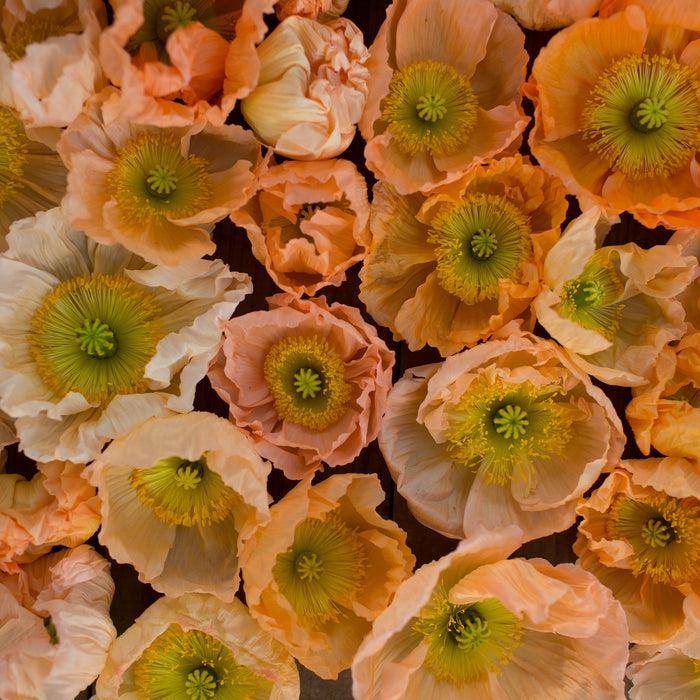 An overhead of Iceland Poppies Giant Peach