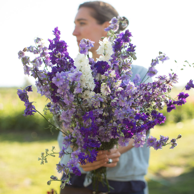 A handful of Larkspur Summer Skies Mix