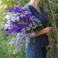 An armload of Larkspur Summer Skies Mix