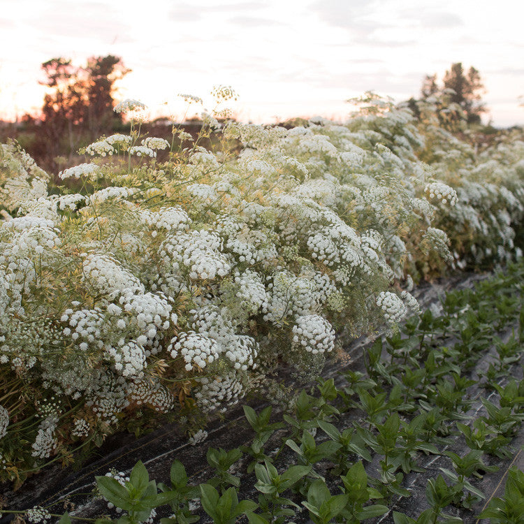 planting queen anne's lace seeds Queen Anne's Lace Queen of Africa – Floret Library