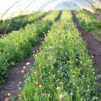 Ranunculus Champagne growing the field