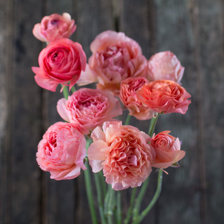 Champagne Ranunculus Ranunculus La Belle Champagne – Floret Library