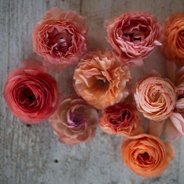 An overhead of Ranunculus Champagne