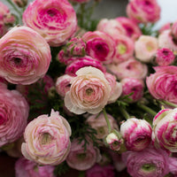 A bunch of Ranunculus Pink Picotee