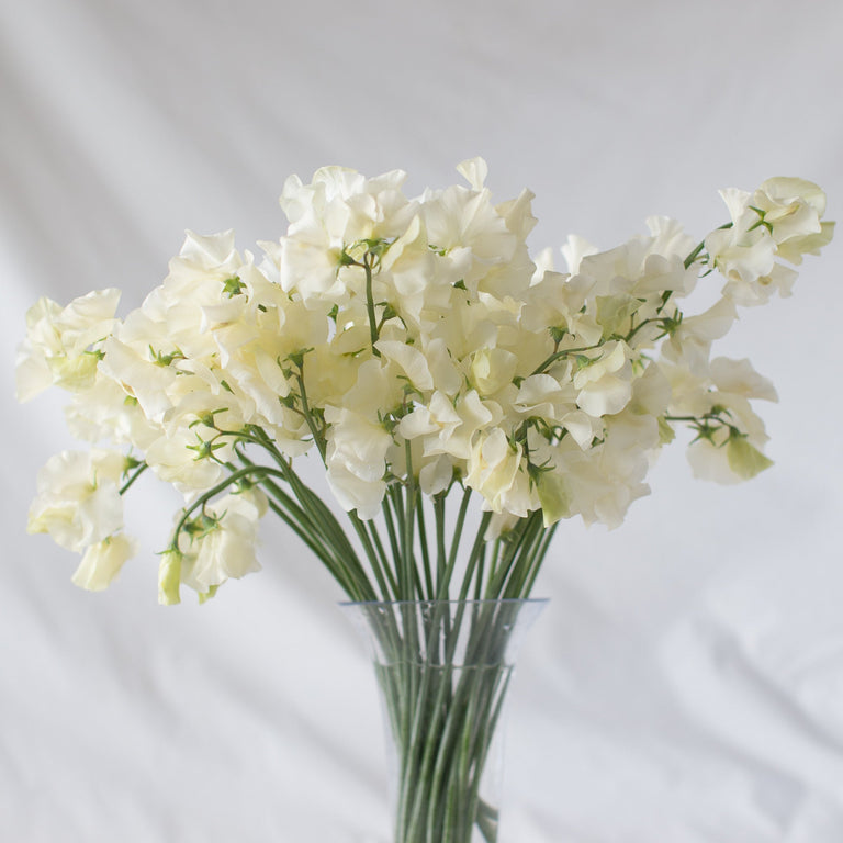 Jilli Tree Sweet Pea Jilly – Floret Library