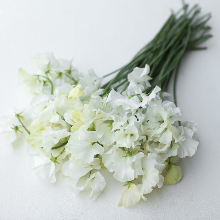A bunch of Sweet Pea White Frills