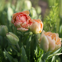 A close up of Tulip Charming Beauty