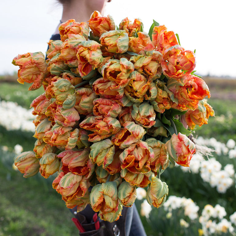 An armload of Tulip Professor Rontgen