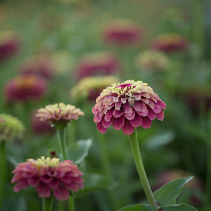 A close up of Zinnia Queen Red Lime