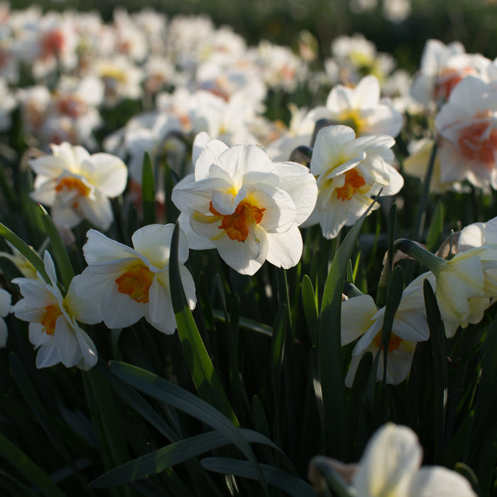 Narcissus Flower Drift growing in the field