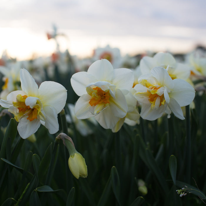 A close up of Narcissus Flower Drift 