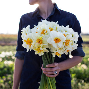 A handful of Narcissus Flower Drift