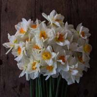 An overhead of Narcissus Flower Drift