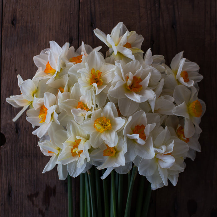 An overhead of Narcissus Flower Drift