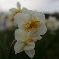 A close up of Narcissus Flower Drift
