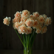 A bunch of Narcissus Flower Surprise