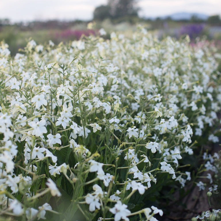 decorative tobacco plants Flowering Tobacco Grandiflora – Floret Library decorative tobacco plants Flowering Tobacco Grandiflora – Floret Library