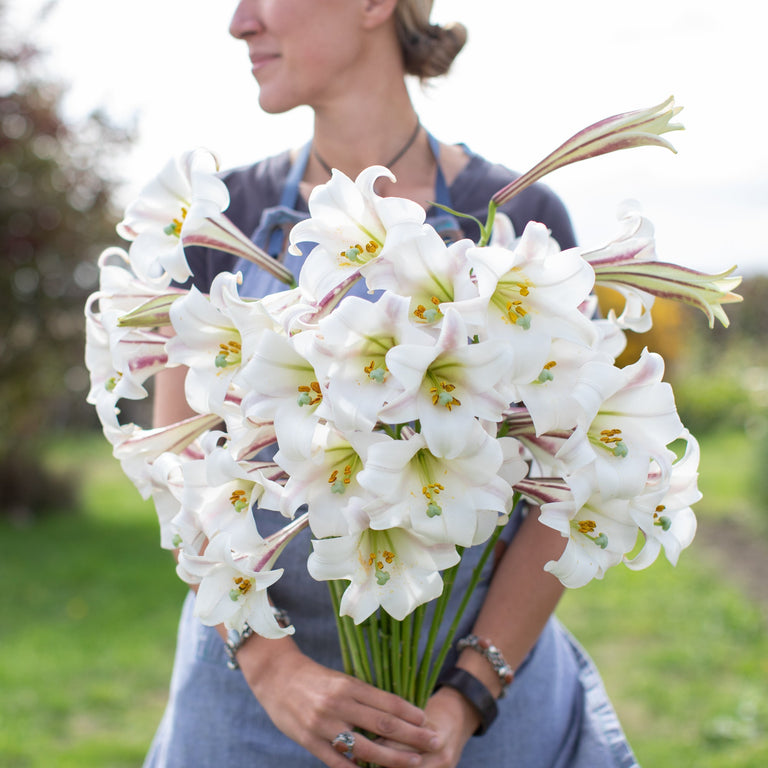 white formosa lily Formosa Lily – Floret Library