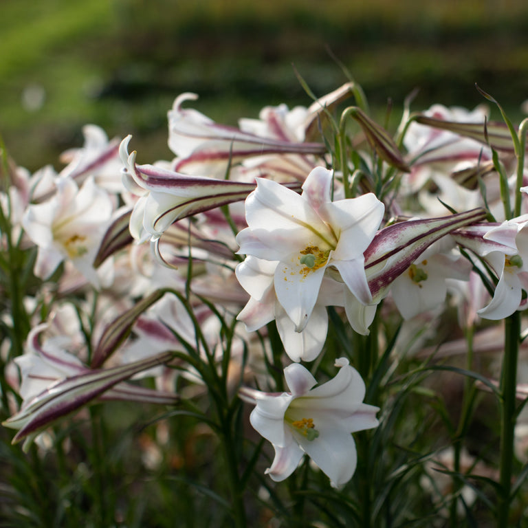 white formosa lily Formosa Lily – Floret Library