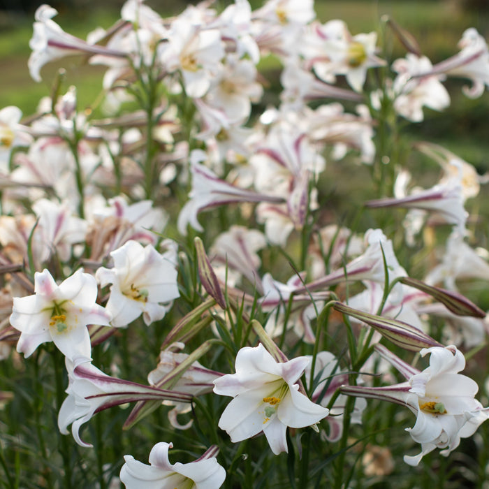 white formosa lily Formosa Lily – Floret Library