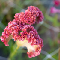 A close up of Celosia Fruit Punch