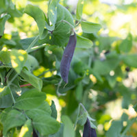 A close up of Garden Pea Blue Podded Blauwschokkers