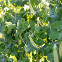 A close up of Garden Pea Golden Sweet