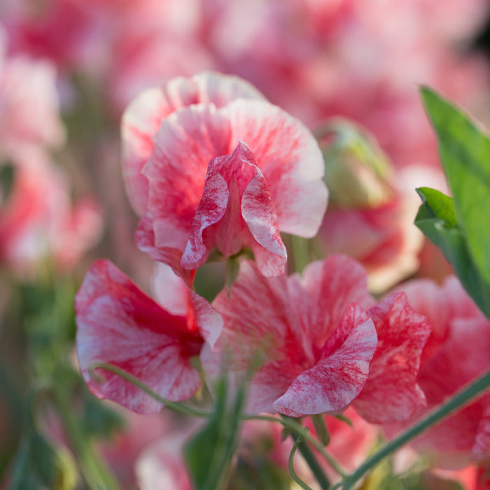 A close up of Sweet Pea Geoff Hughes