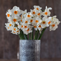 A bouquet of Narcissus Geranium