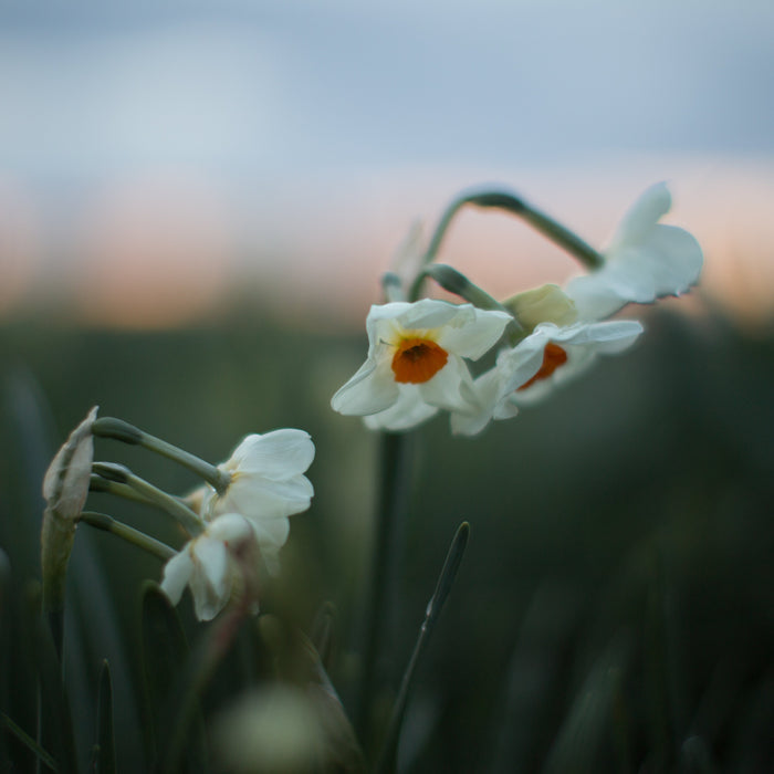 A close up of Narcissus Geranium