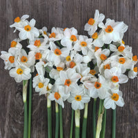 An overhead of Narcissus Geranium