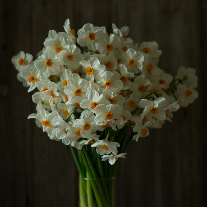 A bunch of Narcissus Geranium
