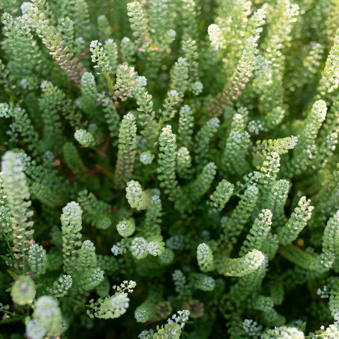 green dragon plant seeds Cress Green Dragon – Floret Library