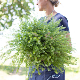 An armload of Cress Green Dragon